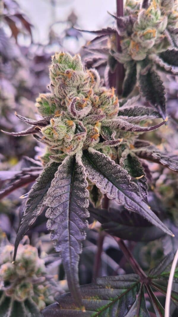 Caribbean Breeze - Image 3
