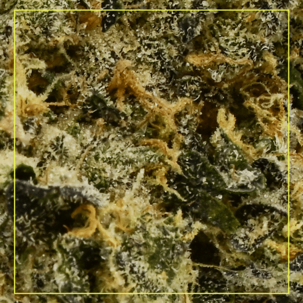 Dank Sinatra - Image 2