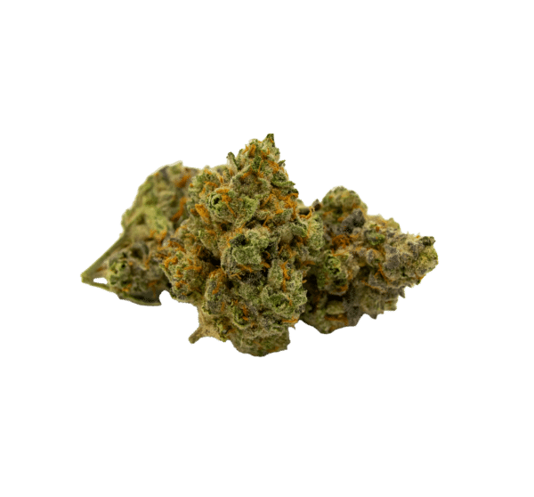 Draco Sativa (Biscotti)