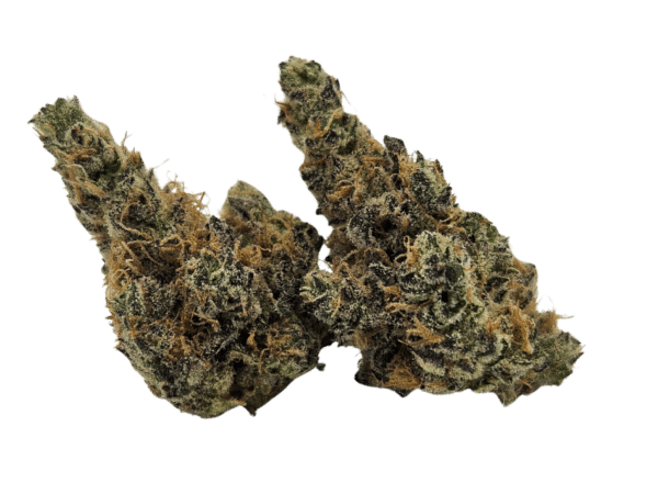 Governmint Oasis (GMO x Gush Mints) - Image 2