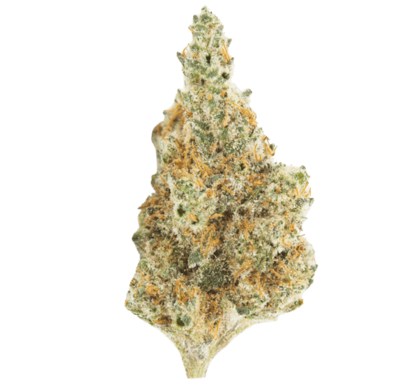 Mango Mintality (Mango Haze X Gush Mints)